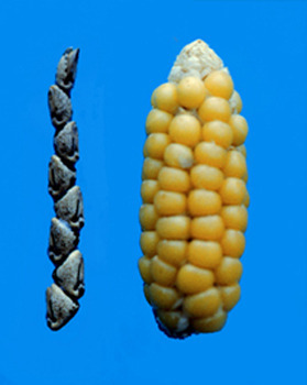 Teosinte and maize/corn.