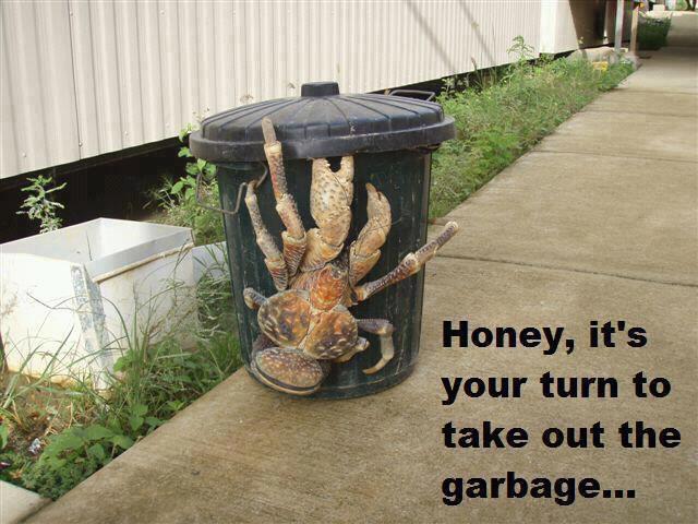Coconut crab on a garbage can.