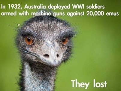 Emu War summary.