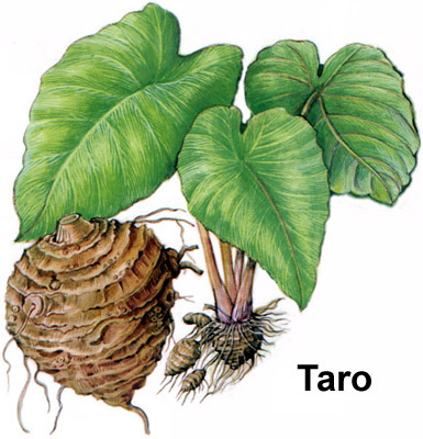 Taro plant.